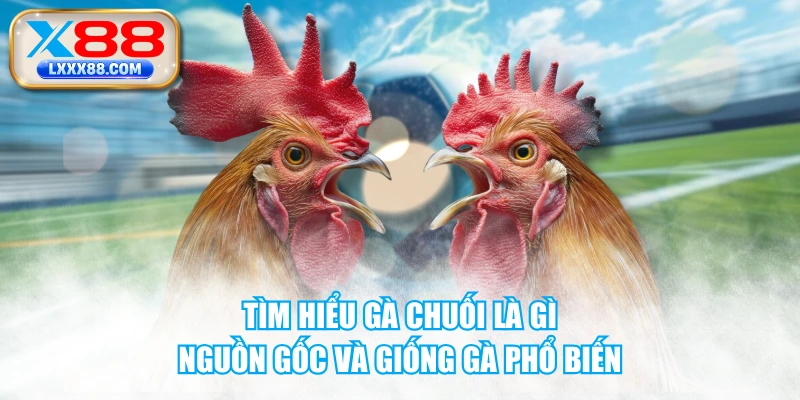 Tìm Hiểu Gà Chuối Là Gì - Nguồn Gốc Và Giống Gà Phổ Biến